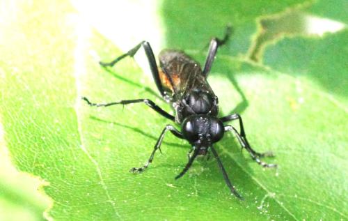 Macrophya annulata